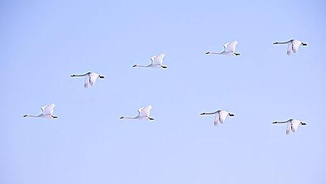 狼人杀携蒸汽朋克主题卡牌亮相bilibili桌游棋牌狂欢节 角色革新带来新体验